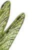🌿
