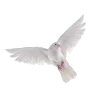 🕊