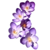 🌸