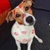 🐶