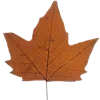 🍂