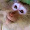 🐵