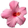 🌺