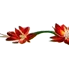 🌺