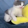 👊