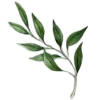 🌿