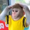 🐵