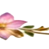 🌸