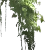 🌿
