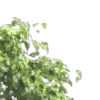 🌿