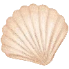 🐚