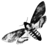 🦋