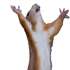 🐿