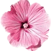 🌷