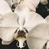 💐