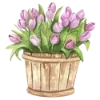🌷