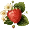 🍓