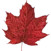 🍁