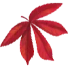 🍁