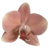 🌸