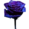 🌹