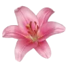 🌺