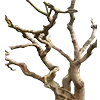 🌲