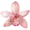 🌸