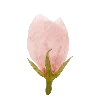 🌷
