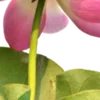 🪷
