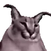 😼