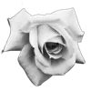 🌹