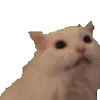 🐱