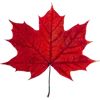 🍁