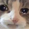 🥺