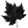 🍁