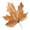 🍁