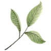 🌱