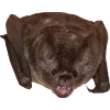 🫥