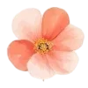 🌺