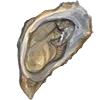 🐚