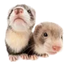 🐭