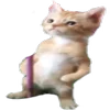 🙀