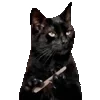 🐱