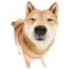 🐶