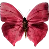 🦋