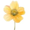 🌼