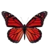 🦋