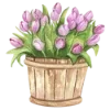 🌷