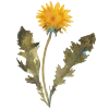🌼